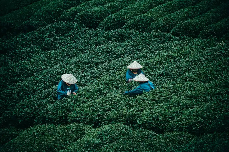 李广杏干与哈密大枣的营养对比分析及健康零食应用前景