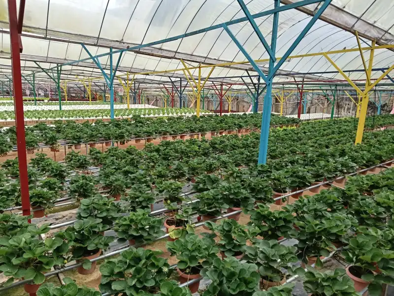 敦煌李广杏干加工工艺与质量管控要点解析